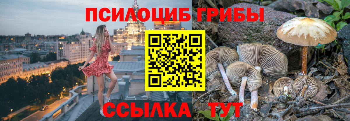 Ростов Великий  Псилоцибиновые грибы Psilocybe  Вход с VPN 
